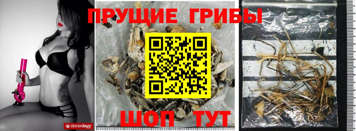 Псилоцибиновые грибы Psilocybine cubensis  Вход с VPN  Асбест  Псилоцибиновые грибы Psilocybine cubensis 